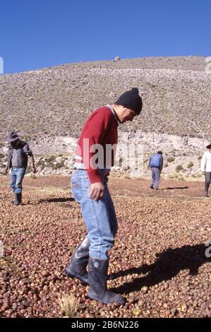 Peru, Altiplano, fast 16.000 Meter Höhe. Kartoffeln stampfen, um Wasser herauszupressen; in der warmen Sonne lassen die Kartoffeln austrocknen - gefriergetrocknet - und können für den Winter ohne Verrotten gelagert werden. Stockfoto