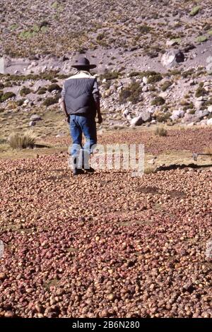 Peru, Altiplano, fast 16.000 Meter Höhe. Kartoffeln stampfen, um Wasser herauszupressen; in der warmen Sonne lassen die Kartoffeln austrocknen - gefriergetrocknet - und können für den Winter ohne Verrotten gelagert werden. Stockfoto