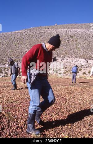 Peru, Altiplano, fast 16.000 Meter Höhe. Kartoffeln stampfen, um Wasser herauszupressen; in der warmen Sonne lassen die Kartoffeln austrocknen - gefriergetrocknet - und können für den Winter ohne Verrotten gelagert werden. Stockfoto