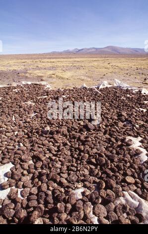 Peru, Altiplano, fast 16.000 Meter Höhe. Kartoffeln stampfen, um Wasser herauszupressen; in der warmen Sonne lassen die Kartoffeln austrocknen - gefriergetrocknet - und können für den Winter ohne Verrotten gelagert werden. Stockfoto