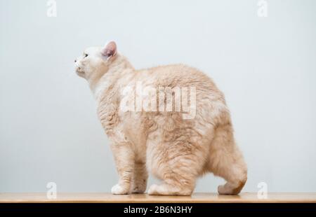 Porträt einer cremigen kurzhaarigen Manx-Katze. Stockfoto