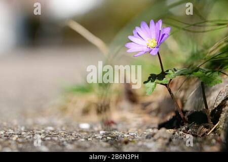 Anemone blanda/Balkan-Anemon Stockfoto