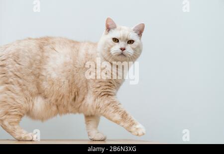 Porträt einer cremigen kurzhaarigen Manx-Katze. Stockfoto