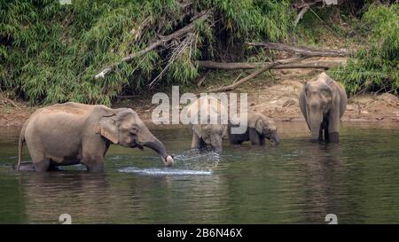 Eine Herde wilder Elefanten, die sich auf Wasserpflanzen im Fluss Periyar, Kerala, Indien ernähren Stockfoto