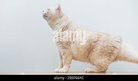 Porträt einer cremigen kurzhaarigen Manx-Katze. Stockfoto