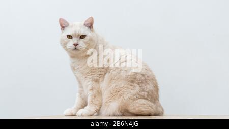 Porträt einer cremigen kurzhaarigen Manx-Katze. Stockfoto