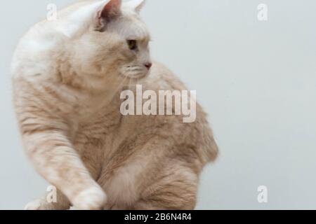 Porträt einer cremigen kurzhaarigen Manx-Katze. Stockfoto