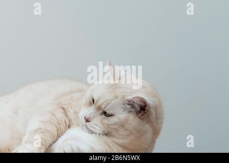 Porträt einer cremigen kurzhaarigen Manx-Katze. Stockfoto