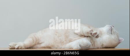 Porträt einer cremigen kurzhaarigen Manx-Katze. Stockfoto