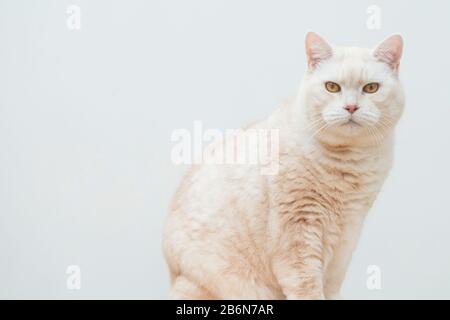 Porträt einer cremigen kurzhaarigen Manx-Katze. Stockfoto