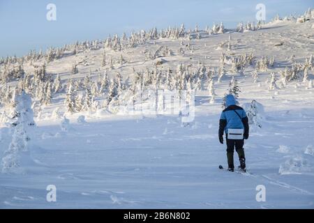 Einsame Alpine Touring Skifahrer Wandern in Winterwäldern und Bergen Stockfoto