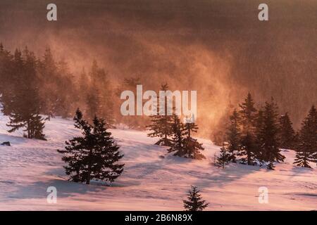 Zauberhafter Winterschneebedeckter Baum bei stürmischem Sonnenuntergang Stockfoto