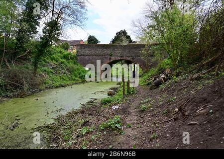 Ein Abschnitt von jetzt derict Shrewsbury und Newport Canal in der Nähe von Uffington zeigt gefällte Bäume und Vegetation auf den Böschungen und grünem Wasserkraut. Stockfoto