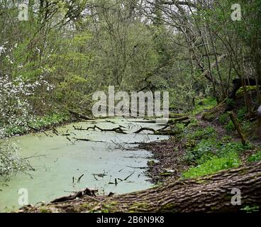 Ein Abschnitt von jetzt derict Shrewsbury und Newport Canal in der Nähe von Uffington zeigt gefällte Bäume und Vegetation auf den Böschungen und grünem Wasserkraut. Stockfoto