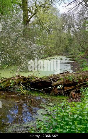 Ein Abschnitt von jetzt derict Shrewsbury und Newport Canal in der Nähe von Uffington zeigt gefällte Bäume und Vegetation auf den Böschungen und grünem Wasserkraut. Stockfoto