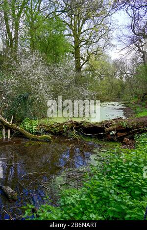 Ein Abschnitt von jetzt derict Shrewsbury und Newport Canal in der Nähe von Uffington zeigt gefällte Bäume und Vegetation auf den Böschungen und grünem Wasserkraut. Stockfoto