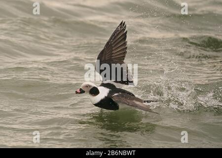 Lange geweckte Enten in Paarungsanzeigen und Kämpfen Stockfoto