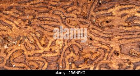 Holzwurmfluren unter einer Rinde aus Kiefernholz Stockfoto