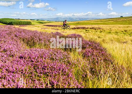 Der Mountainbikering auf Crosby, das bei den Yorkshire Dales liegt, fiel mit Cross Fell und den North Pennines am Horizont Stockfoto