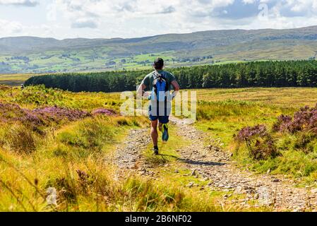 In den Yorkshire Dales fiel der Läufertitel auf Crosby Ravworth Stockfoto