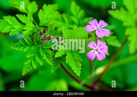 Kraut, Robert (Geranium Robertianum) Stockfoto