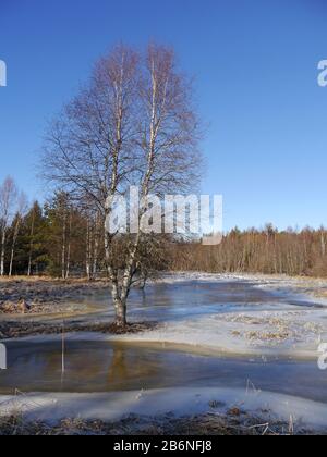 Winterlandschaft mit einem Hochwasser machen aus einem Biber Stockfoto