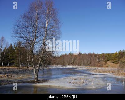 Winterlandschaft mit einem Hochwasser machen aus einem Biber Stockfoto