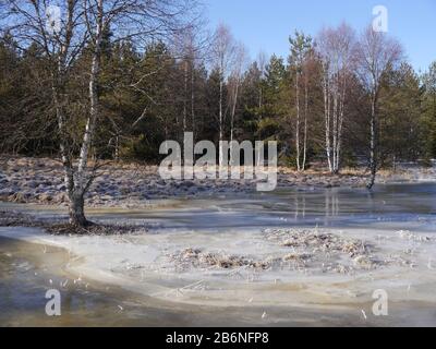 Winterlandschaft mit einem Hochwasser machen aus einem Biber Stockfoto