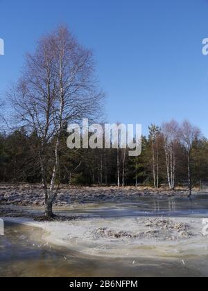 Winterlandschaft mit einem Hochwasser machen aus einem Biber Stockfoto