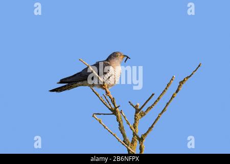 Gemeine Kuckucke (Cuculus Canorus), das in der Rechnung mit Raupentieren in Baum gehütet wurde Stockfoto