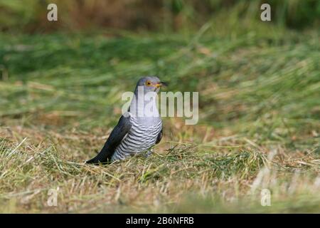 Gemeiner Kuckuck (Cuculus canorus) männlich auf dem Boden in Wiese/Grasland im Sommer Stockfoto