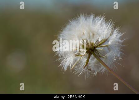 Detail der Samen und des Stammes eines Löwenzahns im Feld mit dem Hintergrund außer Fokus Stockfoto