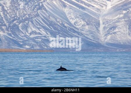 Nordminke Wal / weniger rorqual (Balaenoptera acutorostrata) zeigt Rückenflossen beim Surfacing im Sommer, Svalbard / Spitzbergen, Norwegen Stockfoto