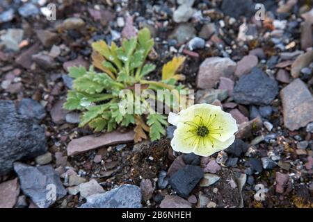 Svalbard Mohn (Papaver dahlianum) in Blume auf der arktischen Tundra bei Spitzbergen/Spitzbergen, Norwegen Stockfoto