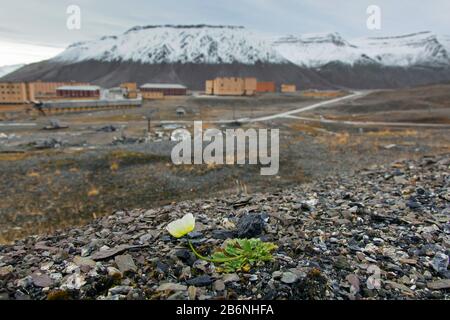 Svalbard Mohn (Papaver dahlianum) in Blume auf der arktischen Tundra bei Spitzbergen/Spitzbergen, Norwegen Stockfoto