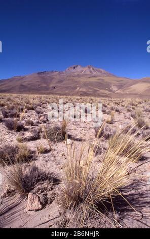 Peru, Altiplano, fast 16.000 Fuß Höhe. Ichu Gras. Stockfoto