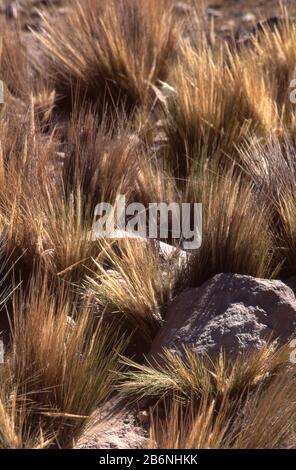 Peru, Altiplano, fast 16.000 Fuß Höhe. Ichu Gras. Stockfoto