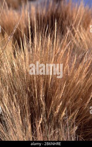 Peru, Altiplano, fast 16.000 Fuß Höhe. Ichu Gras. Stockfoto