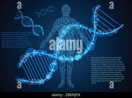 Abstraktes Wissenschaftskonzept Mensch Körper digitale Verbindung und DNA Hightech auf dem Hintergrund, Moderner Körper und Technologie In naher Zukunft werden in ein kombiniert Stock Vektor