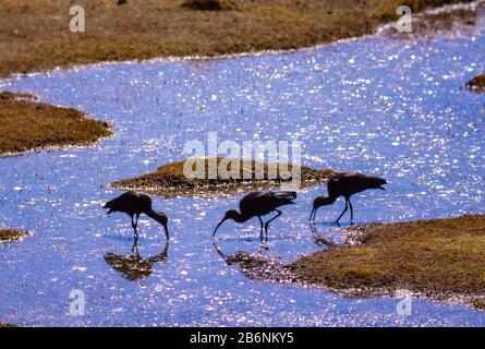 Peru, Altiplano, fast 16.000 Fuß Höhe. Hochglanz-Ibis-Fütterung im kleinen Teich. Stockfoto