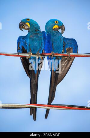 Zwei Hyazinth-Aras sitzen auf Drähten. Südamerika. Brasilien. Pantanal National Park. Stockfoto