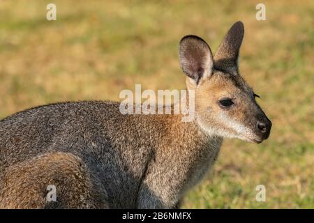 Ostgraues Känguru, Macropus giganteus, Erwachsene ernähren sich von kurzer Vegetation, Australien Stockfoto