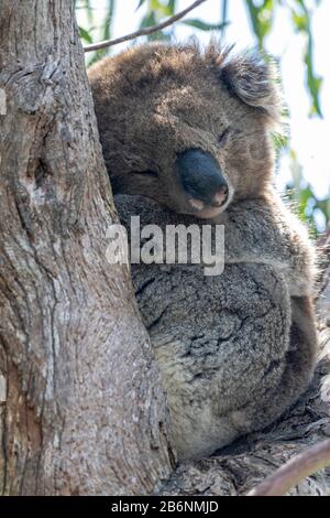 Koala- oder Koala-Bär, Phascolarctos cinereus, Erwachsener, der im Eucalypt-Baum, Australien, schläft Stockfoto