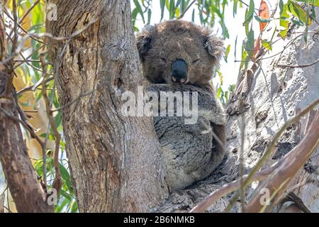 Koala- oder Koala-Bär, Phascolarctos cinereus, Erwachsener, der im Eucalypt-Baum, Australien, schläft Stockfoto