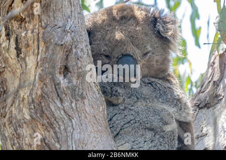 Koala- oder Koala-Bär, Phascolarctos cinereus, Erwachsener, der im Eucalypt-Baum, Australien, schläft Stockfoto