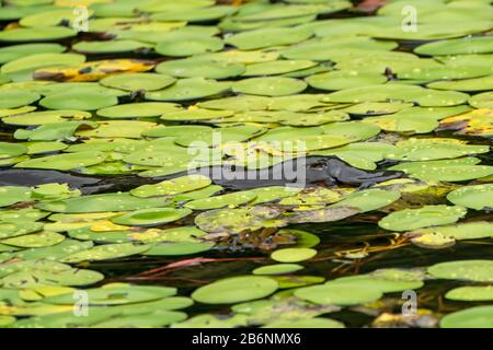 Entenschnabel-Schnabeltier, Ornithorhynchus anatinus, Erwachsenen-Schwimmen im See, Atherton Tablelands, Australien Stockfoto