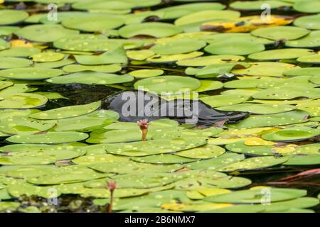 Entenschnabel-Schnabeltier, Ornithorhynchus anatinus, Erwachsenen-Schwimmen im See, Atherton Tablelands, Australien Stockfoto