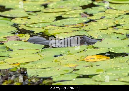 Entenschnabel-Schnabeltier, Ornithorhynchus anatinus, Erwachsenen-Schwimmen im See, Atherton Tablelands, Australien Stockfoto