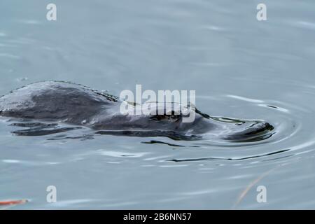 Entenschnabel-Schnabeltier, Ornithorhynchus anatinus, Erwachsenen-Schwimmen im See, Atherton Tablelands, Australien Stockfoto