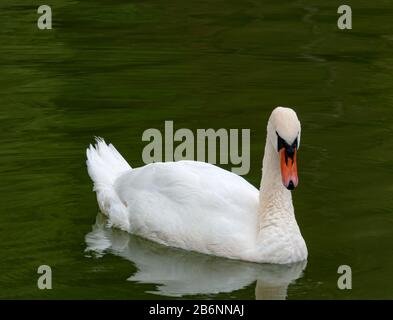 Weißer Schwan schwimmt ruhig auf grünem See Stockfoto